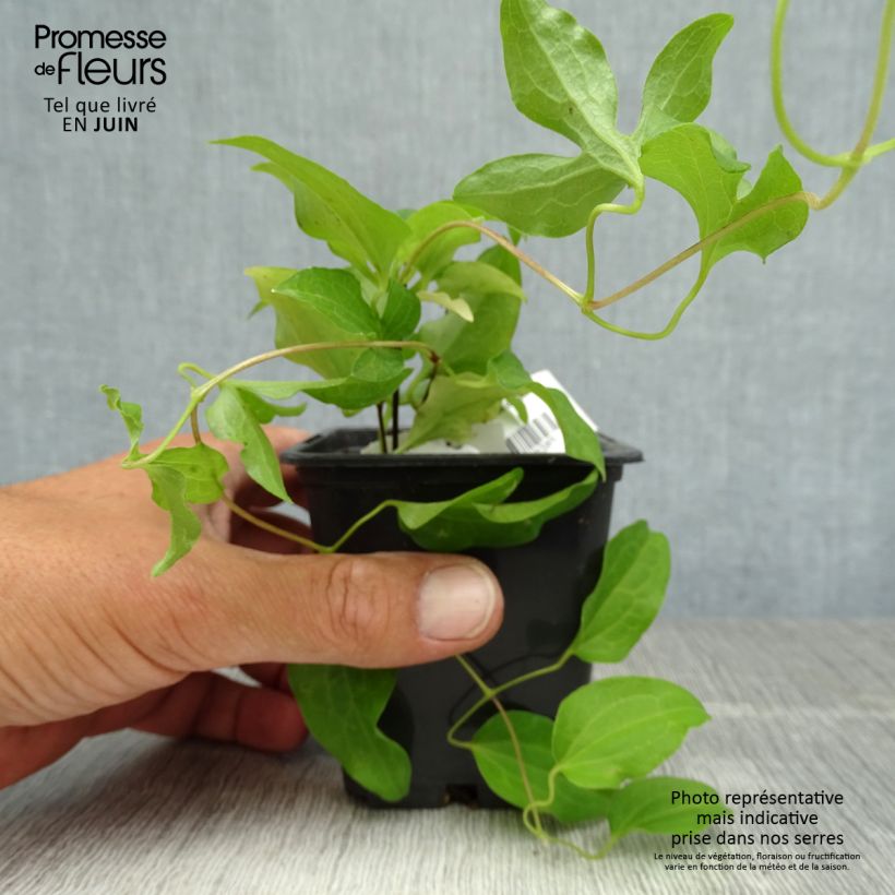 Ejemplar de Clematis Docteur Ruppel Maceta de 8/9 cm entregado en verano