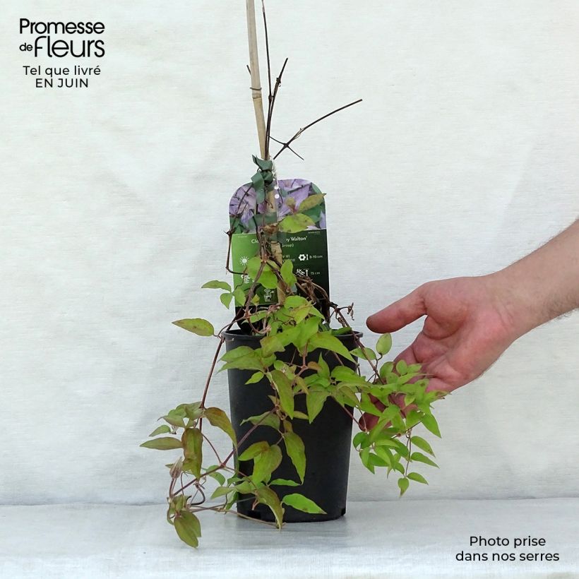 Ejemplar de Clematis Dorothy Walton Maceta 1,5L/2L entregado en verano