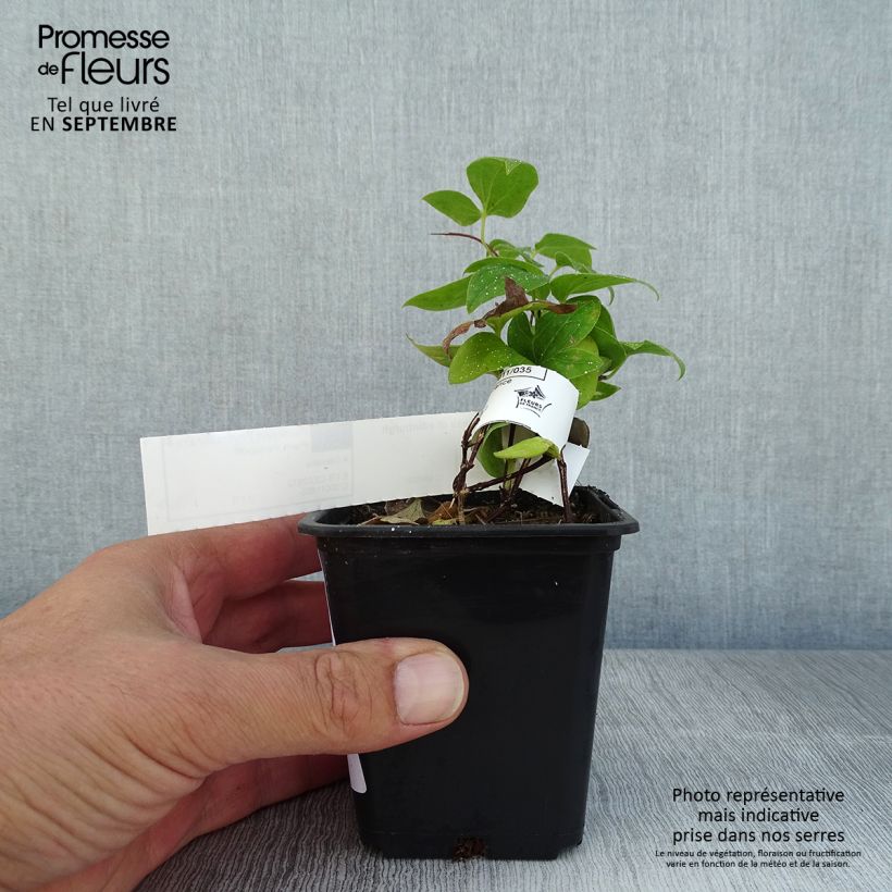 Ejemplar de Clematis Duchess of Edinburgh Maceta de 8/9 cm entregado en verano