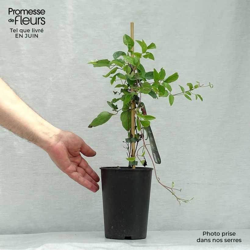 Ejemplar de Clematis viticella Ernest Marckham Maceta 2L/3LAltura de entrega aprox. 40/50cm entregado en verano