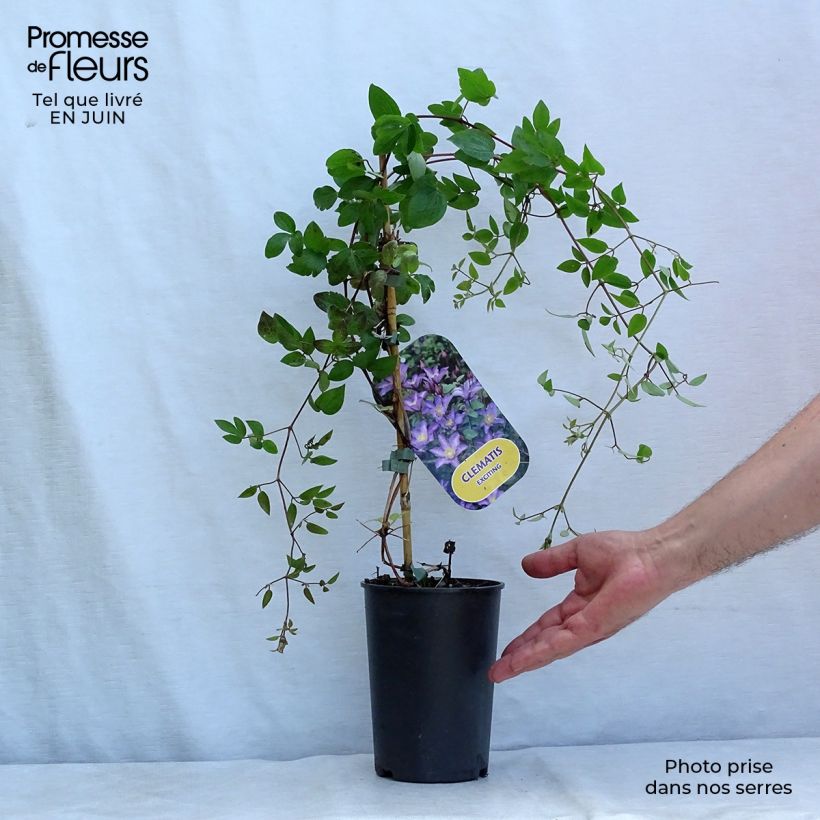 Ejemplar de Clematis Exciting Maceta 2L/3LAltura de entrega aprox. 40/50cm entregado en verano