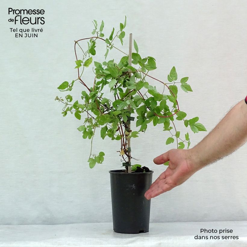 Ejemplar de Clematis jackmanii Forever Friends Maceta 2L/3L entregado en verano