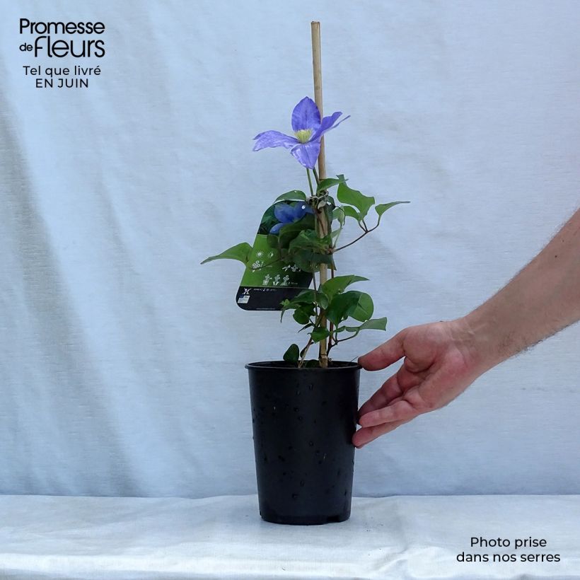 Ejemplar de Clematis Fuji Musume Maceta 2L/3LAltura de entrega aprox. 40/50cm entregado en verano