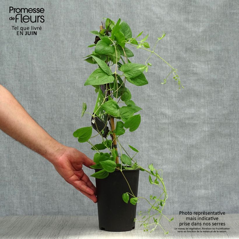 Ejemplar de Clematis Général Sikorski Maceta 2L/3LAltura de entrega aprox. 40/50cm entregado en verano