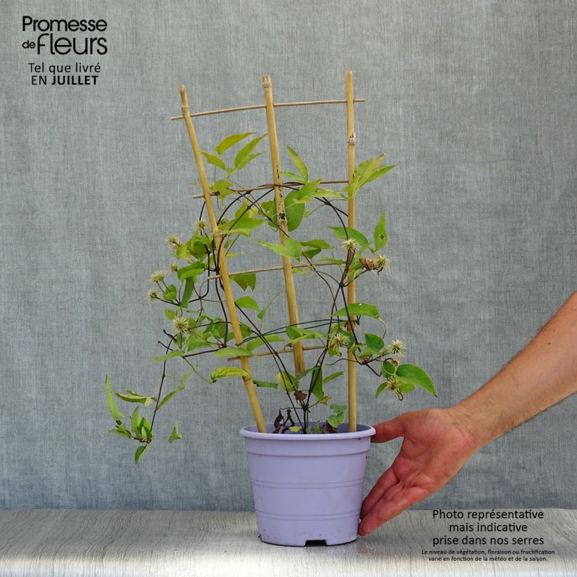 Ejemplar de Clematis Guiding Promise Maceta 2L/3LAltura de entrega aprox. 30/40cm entregado en verano