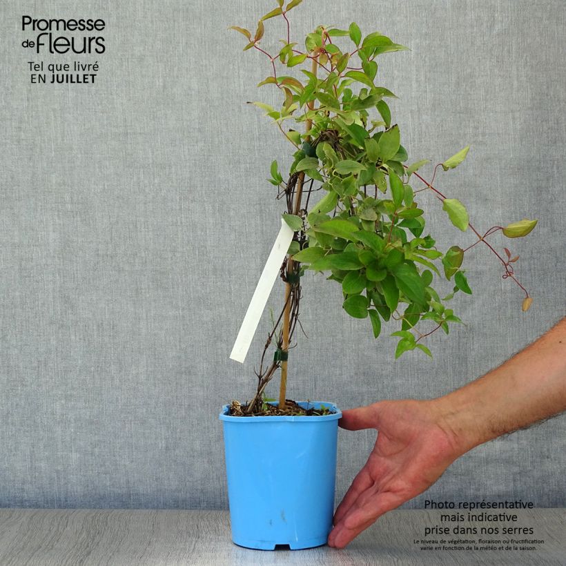 Ejemplar de Clematis H. F. Young Maceta 1,5L/2LAltura de entrega aprox. 30/40cm entregado en verano