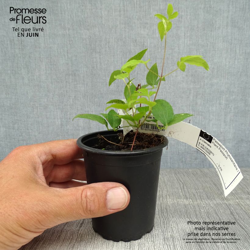 Ejemplar de Clematis Hagley hybride Maceta de 8/9 cm entregado en verano