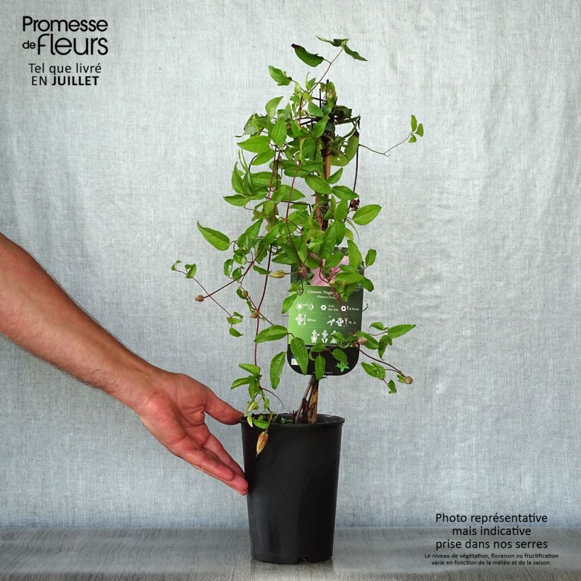 Ejemplar de Clematis Hagley hybride Maceta 2L/3LAltura de entrega aprox. 30/40cm entregado en verano