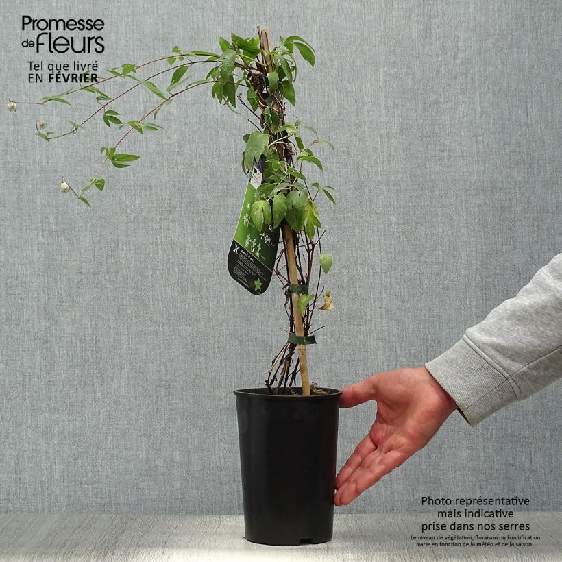 Ejemplar de Clematis Hudson River Maceta 2L/3L entregado en otoño