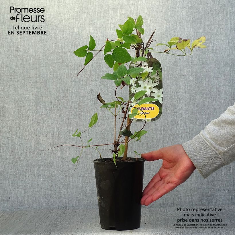 Ejemplar de Clematis Huldine Maceta 2L/3L entregado en otoño