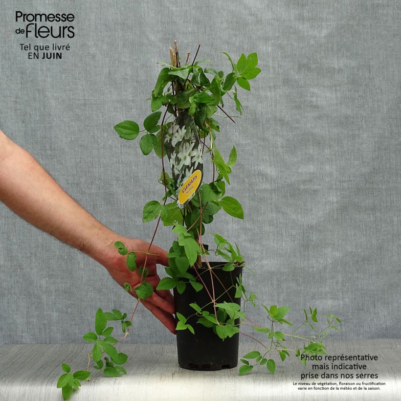 Ejemplar de Clematis Huldine Maceta 2L/3LAltura de entrega aprox. 40/50cm entregado en verano