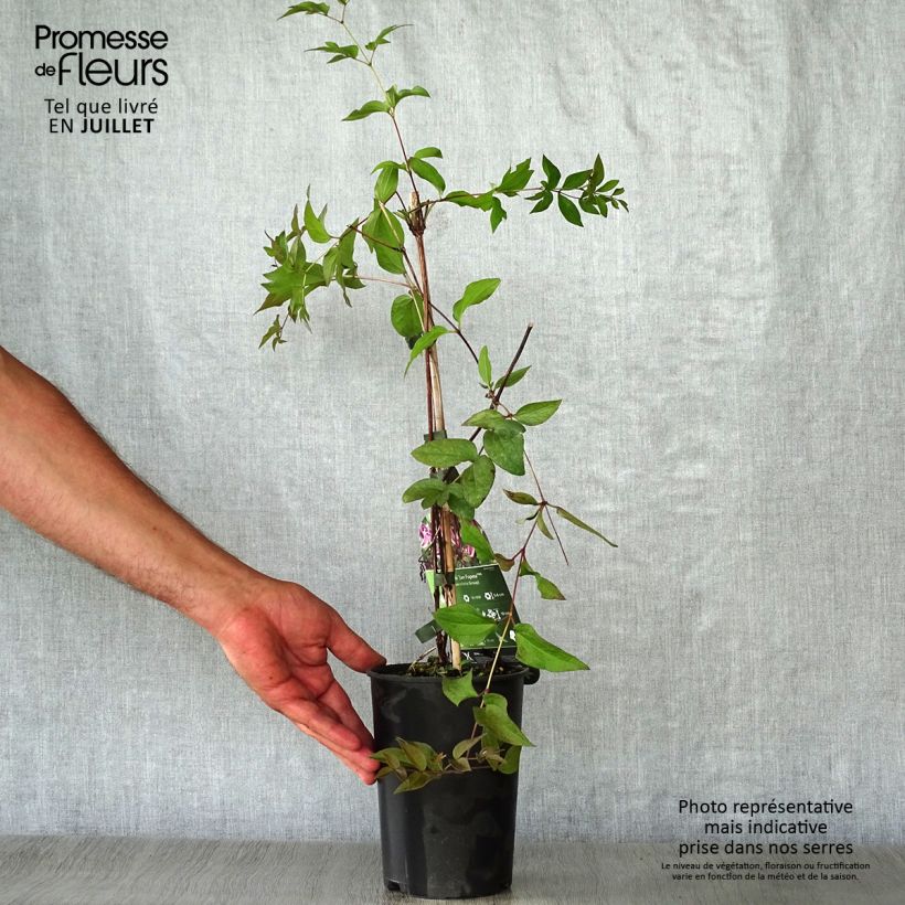 Ejemplar de Clematis Jan Fopma Maceta 2L/3LAltura de entrega aprox. 40/50cm entregado en verano