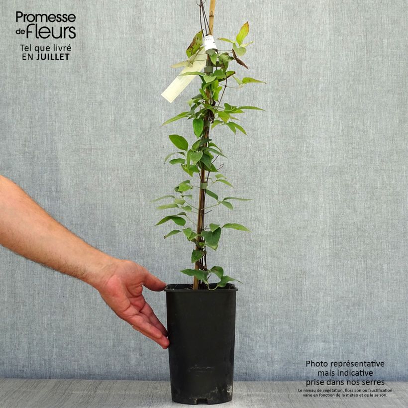 Ejemplar de Clematis Joséphine Maceta 2L/3LAltura de entrega aprox. 60/70cm entregado en verano