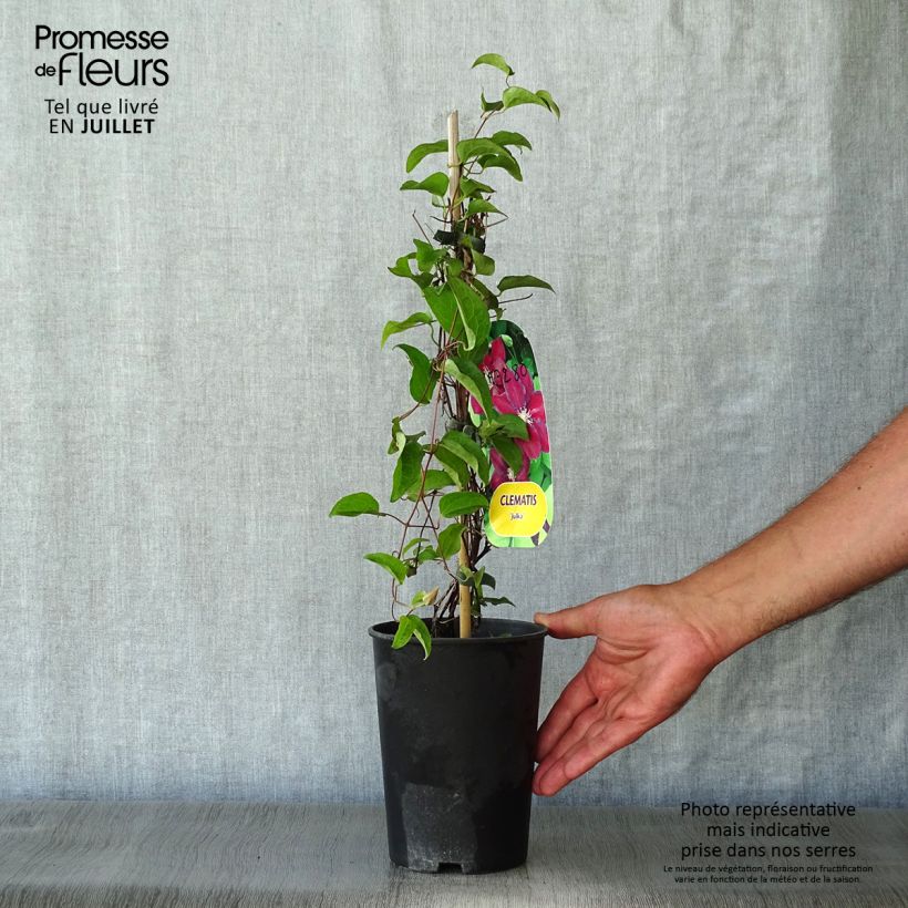 Ejemplar de Clematis Julka Maceta 1,5L/2L entregado en verano