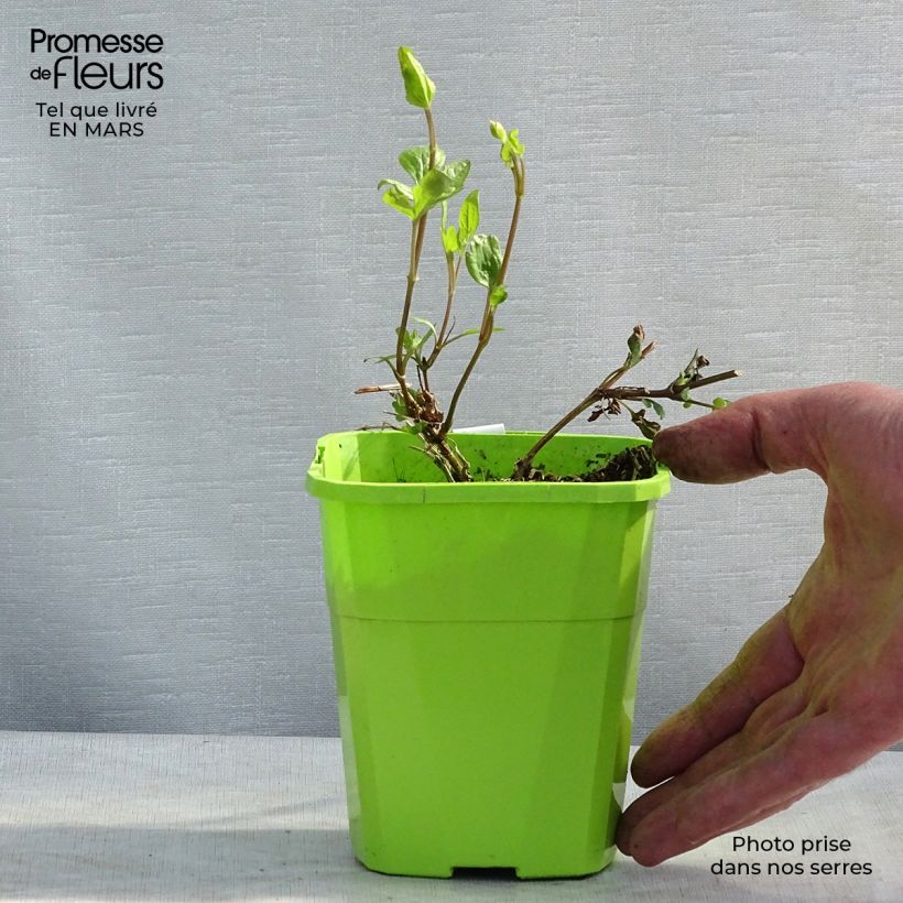 Clematis Kokonoe Maceta 1L/1,5L Ejemplar entregado en la primavera