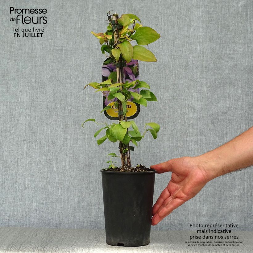 Ejemplar de Clematis Lawsoniana Maceta 1,5L/2L entregado en verano