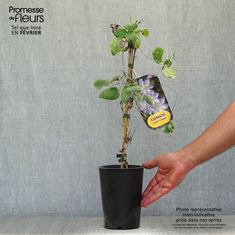 Ejemplar de Clematis jackmanii Lucky Charm Maceta 2L/3L entregado en otoño