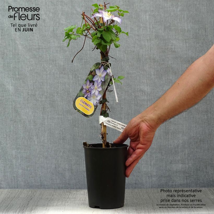 Ejemplar de Clematis jackmanii Lucky Charm Maceta 2L/3LAltura de entrega aprox. 40/50cm entregado en verano