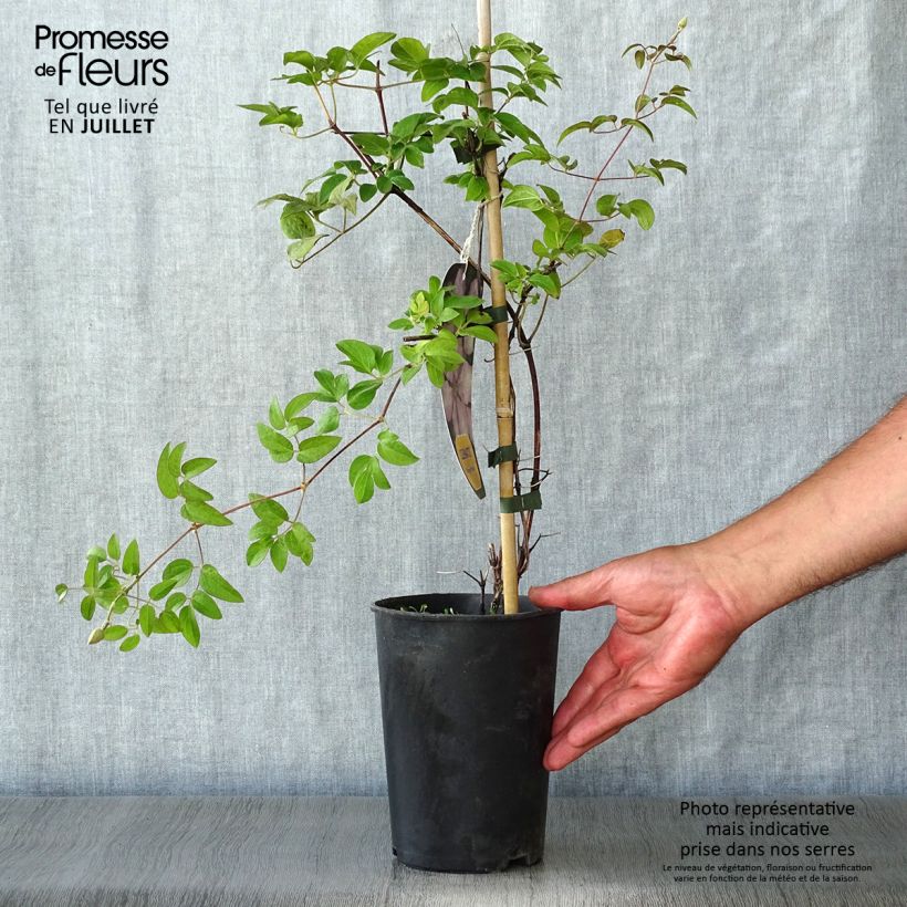 Ejemplar de Clematis Margaret Hunt Maceta 1,5L/2L entregado en verano