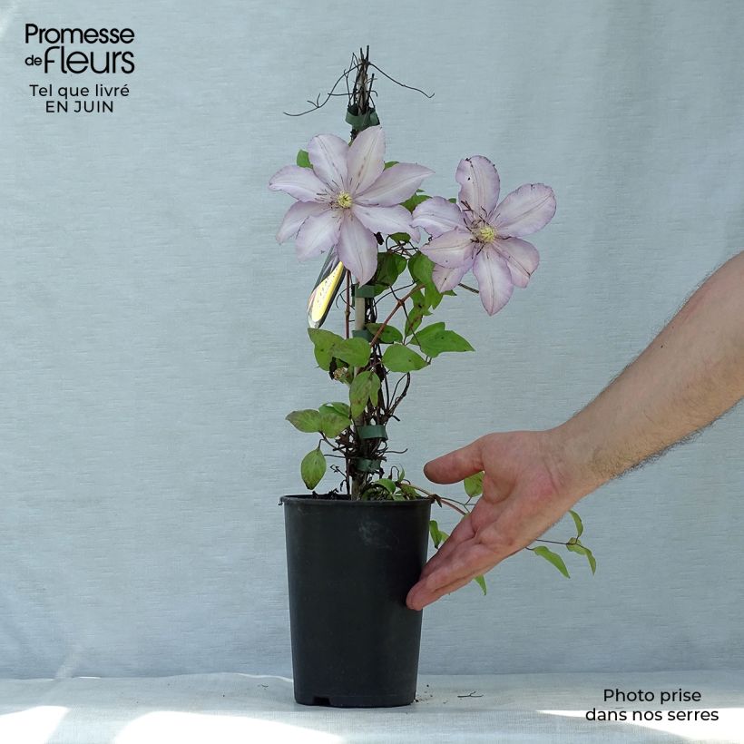 Ejemplar de Clematis Morning Star Maceta 2L/3LAltura de entrega aprox. 40/50cm entregado en verano