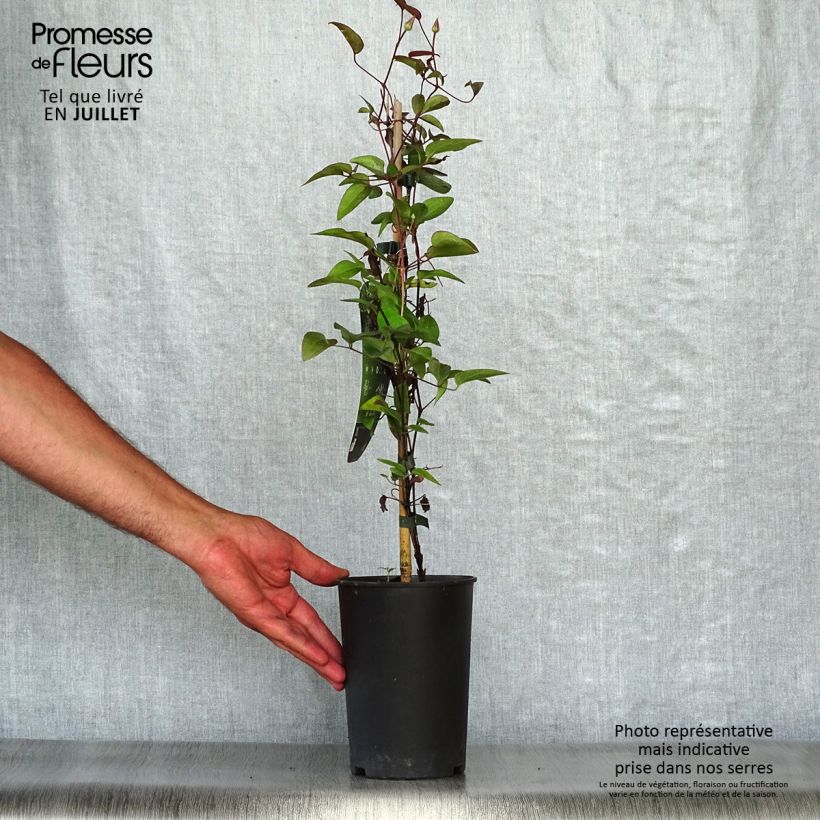 Ejemplar de Clematis Multi Blue Maceta 2L/3LAltura de entrega aprox. 30/40cm entregado en verano