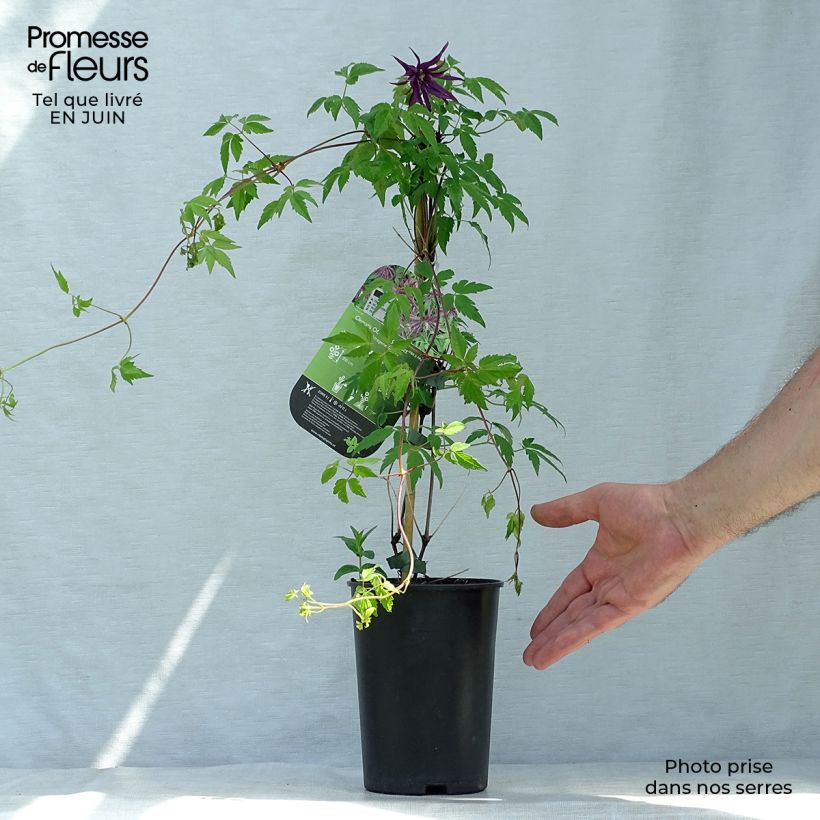 Ejemplar de Clematis Octopus Maceta 2L/3LAltura de entrega aprox. 40/50cm entregado en verano