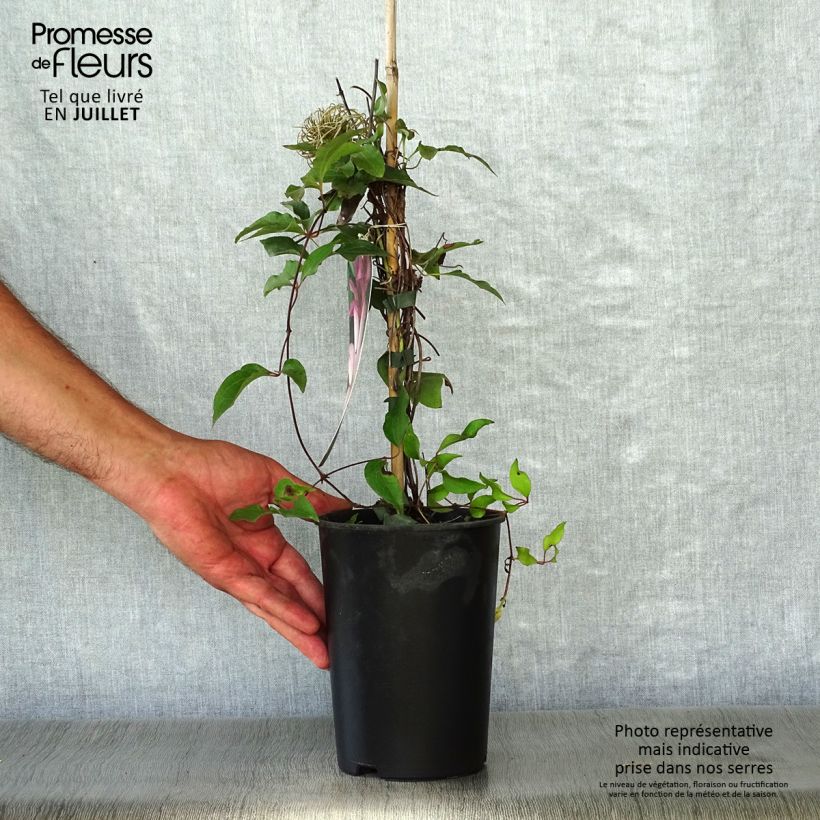 Ejemplar de Clematis Omoshiro Maceta 2L/3L entregado en verano