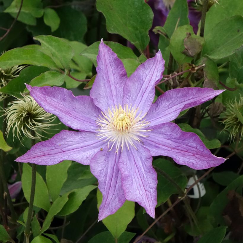Clematis Palette (Floración)