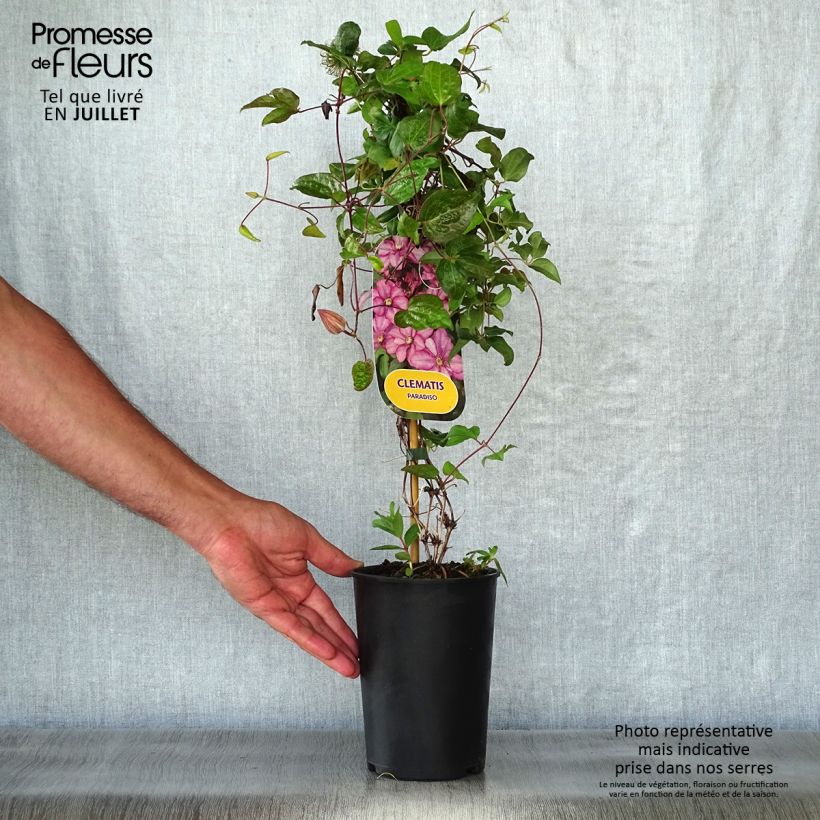 Ejemplar de Clematis Paradiso Maceta 2L/3LAltura de entrega aprox. 40/50cm entregado en verano