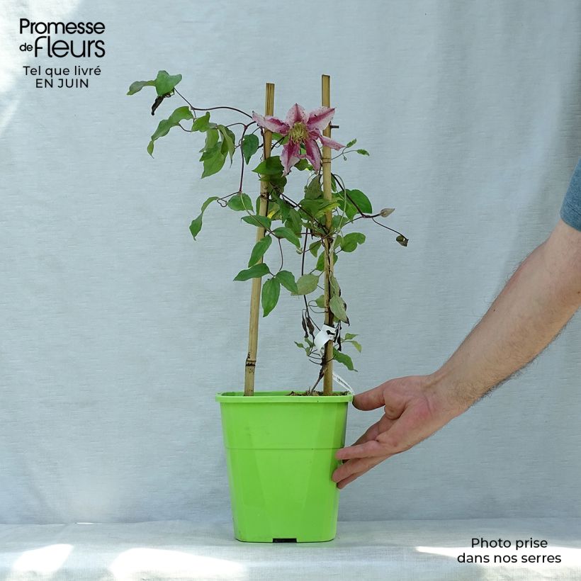 Ejemplar de Clematis Patricia Ann Fretwell Maceta 1,5L/2LAltura de entrega aprox. 30/40cm entregado en verano