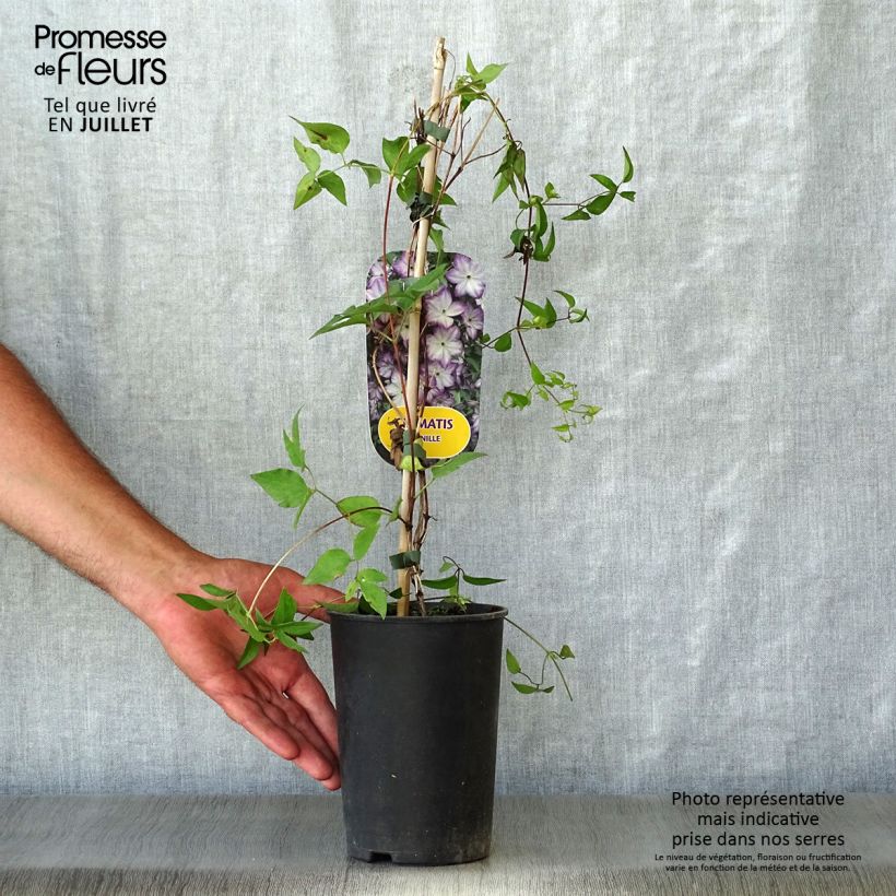 Ejemplar de Clematis Pernille Maceta 2L/3L entregado en verano