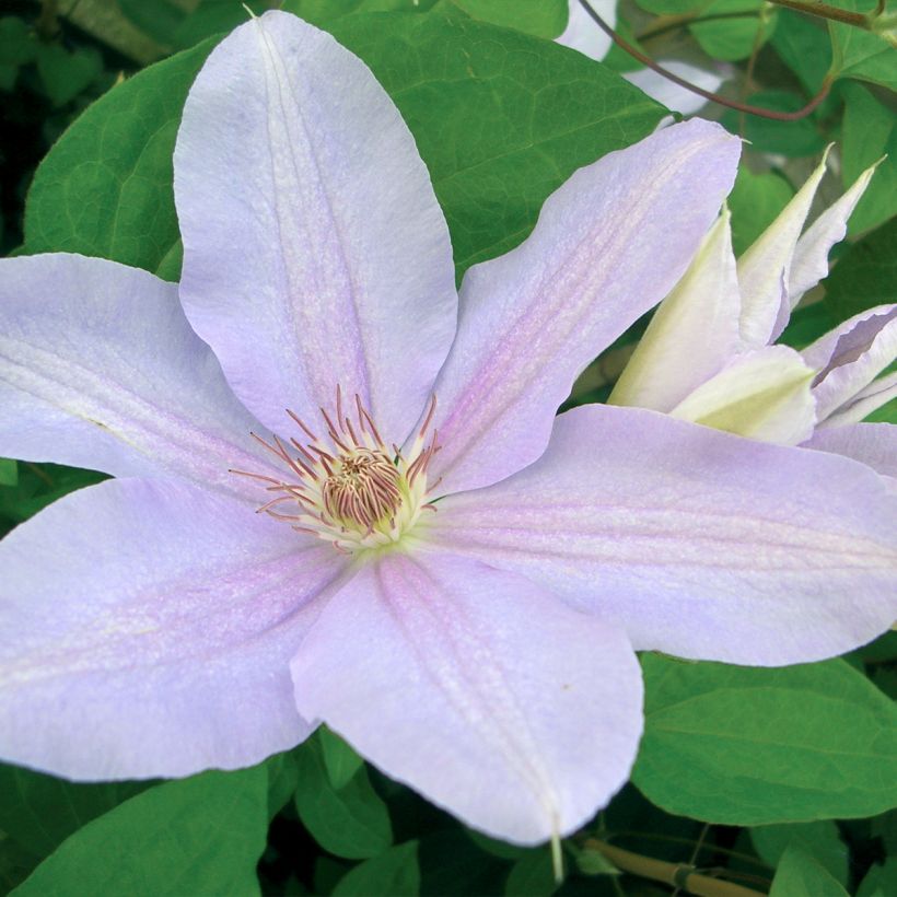 Clematis Péveril Pearl (Floración)