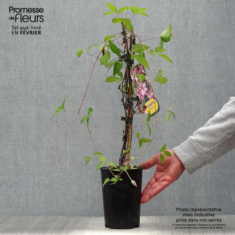 Ejemplar de Clematis Picotee Maceta 2L/3L entregado en otoño