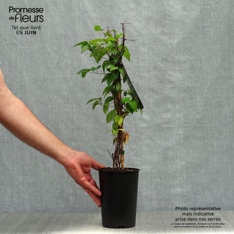 Ejemplar de Clematis Picotee Maceta 2L/3LAltura de entrega aprox. 40/50cm entregado en verano