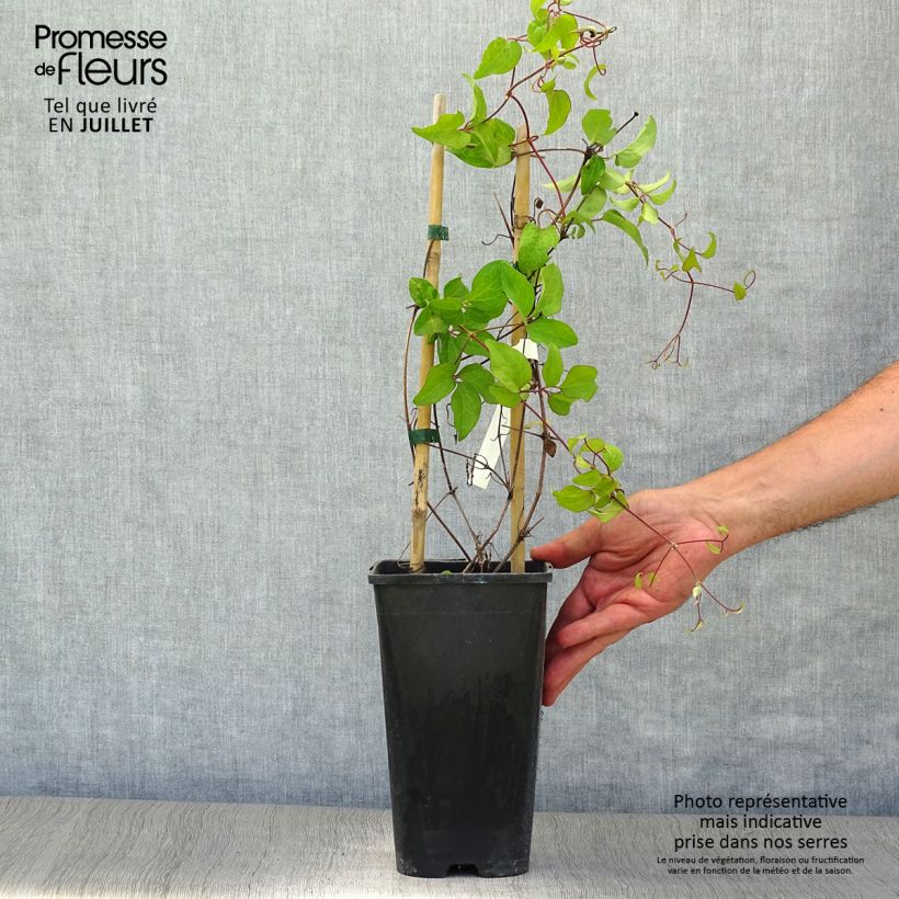 Ejemplar de Clematis Rebecca Maceta 2L/3LAltura de entrega aprox. 30/40cm entregado en verano
