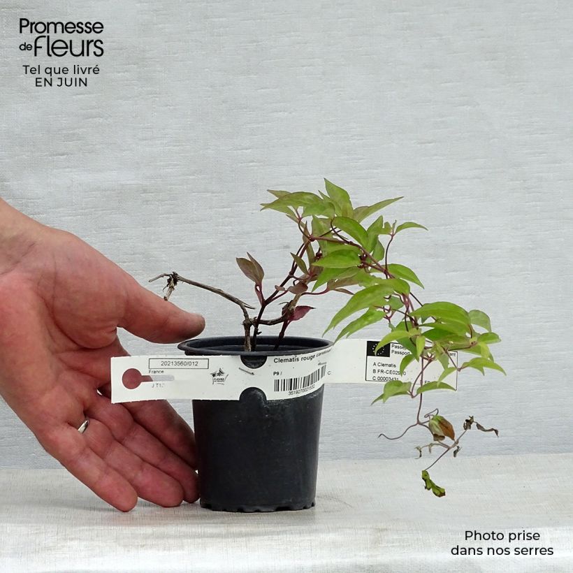 Ejemplar de Clematis Rouge Cardinal Maceta de 8/9 cm entregado en verano