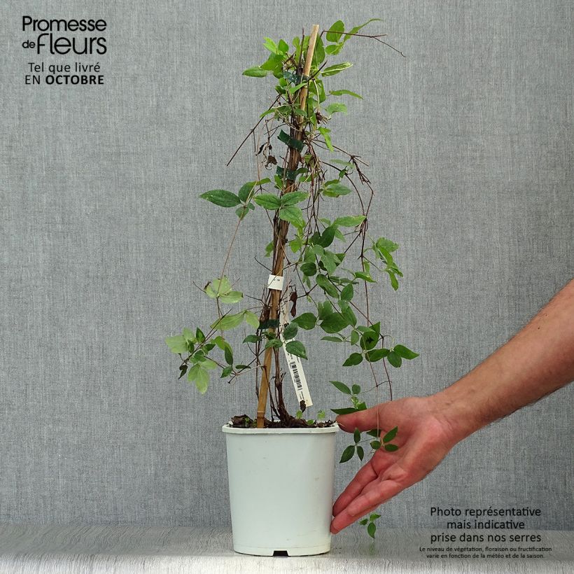 Ejemplar de Clematis Sen no Kaze Maceta 2L/3L entregado en otoño