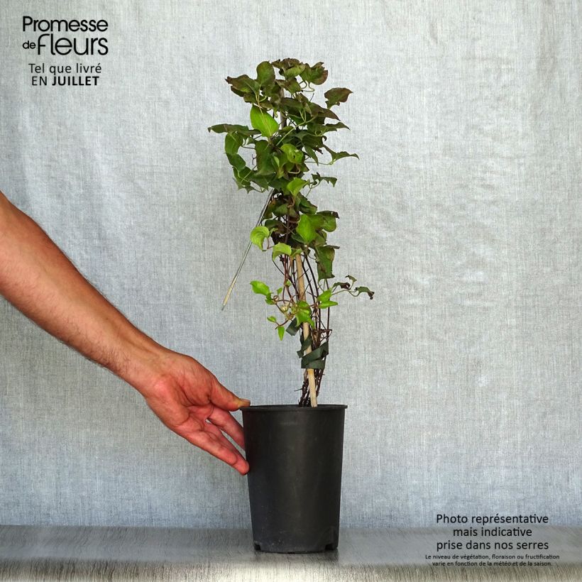 Ejemplar de Clematis Shin-Shigyoku Maceta 2L/3LAltura de entrega aprox. 30/40cm entregado en verano