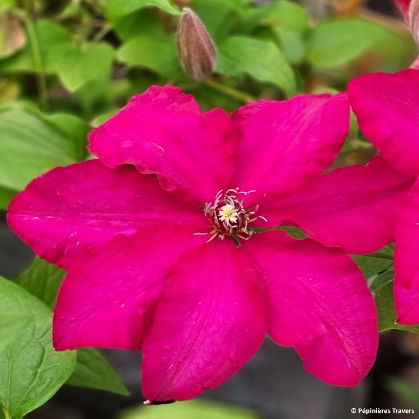 Clematis Solidarnosc (Floración)