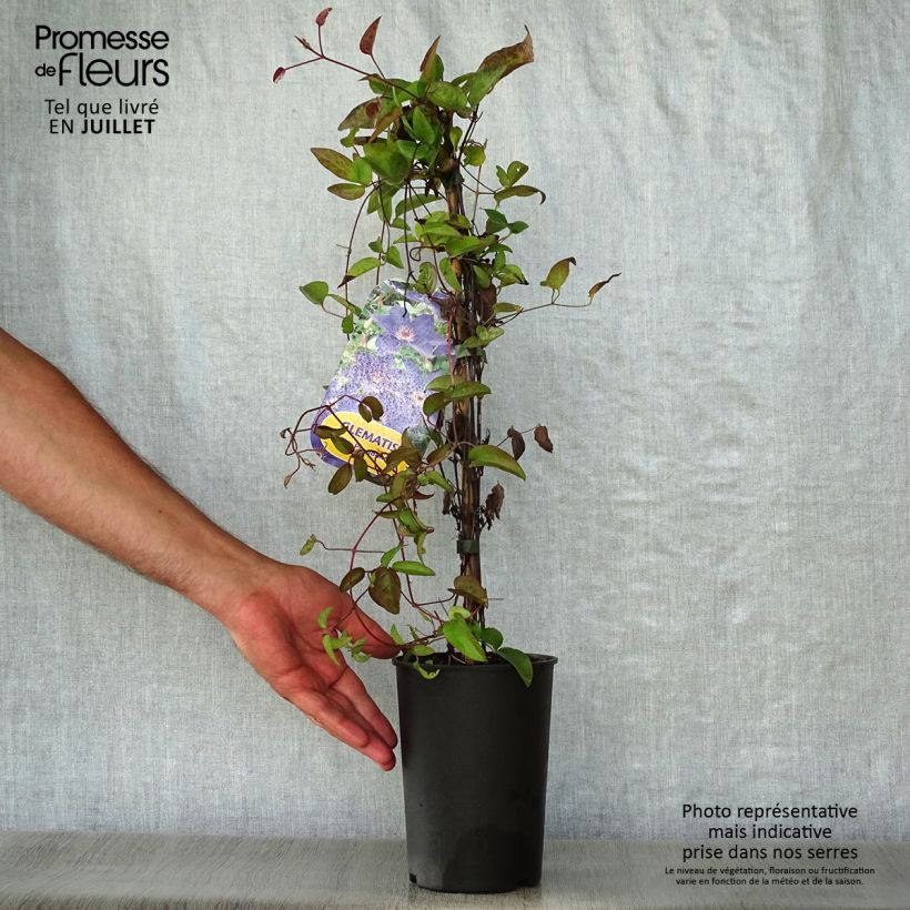 Ejemplar de Clematis The President Maceta 2L/3LAltura de entrega aprox. 40cm entregado en verano