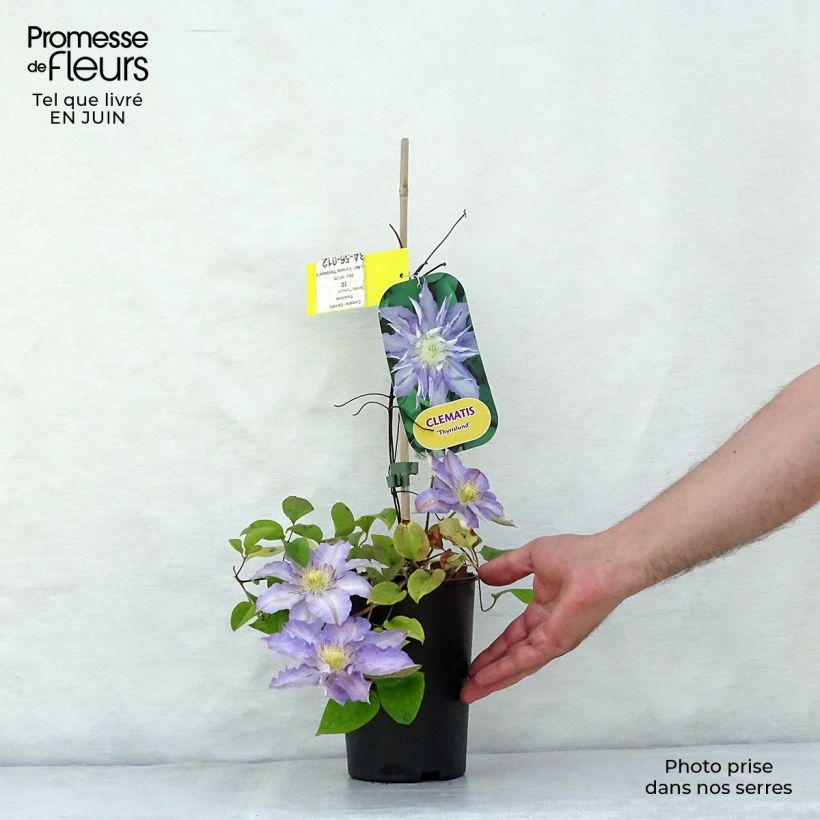 Ejemplar de Clematis Thyrislund Maceta 1,5L/2LAltura de entrega aprox. 40+cm entregado en verano