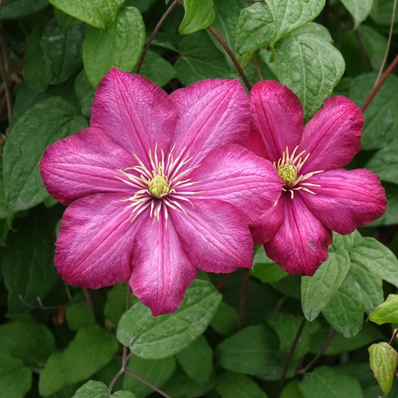 Clematis Ville de Lyon (Floración)