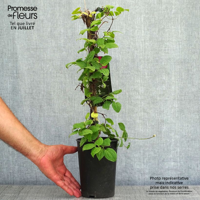 Ejemplar de Clematis Ville de Lyon Maceta 1,5L/2LAltura de entrega aprox. 40/50cm entregado en verano