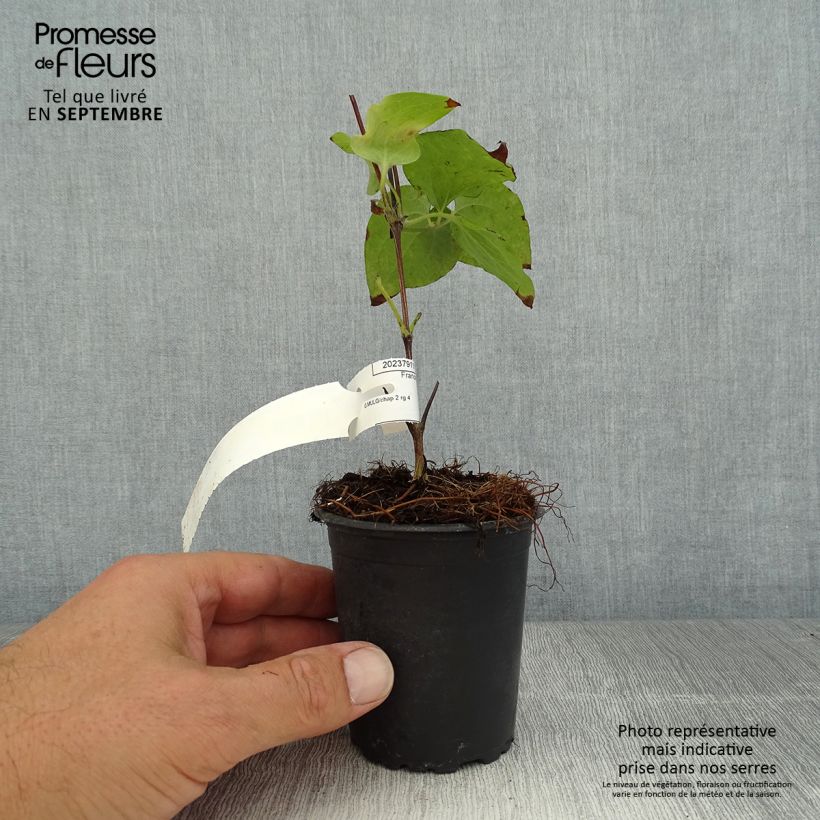 Ejemplar de Clematis Vyvyan Pennell Maceta de 8/9 cm entregado en verano