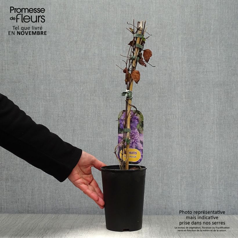 Ejemplar de Clematis Vyvyan Pennell Maceta 2L/3L entregado en otoño