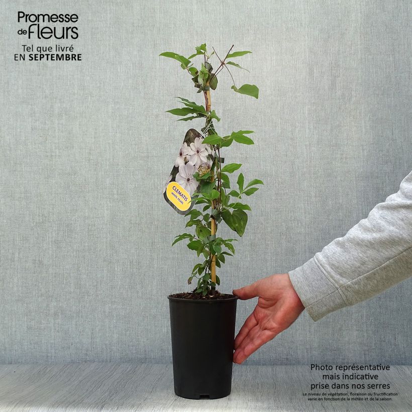 Ejemplar de Clematis White Pearl Maceta 2L/3L entregado en otoño