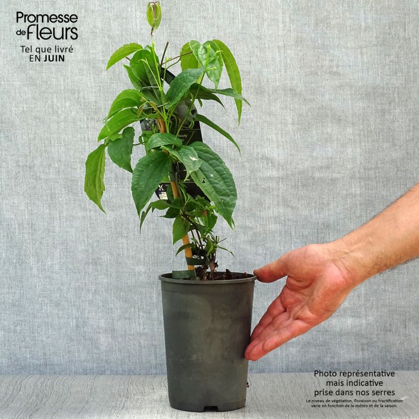 Ejemplar de Clematis urophylla Winter Beauty Maceta 2L/3LAltura de entrega aprox. 50/60cm entregado en verano