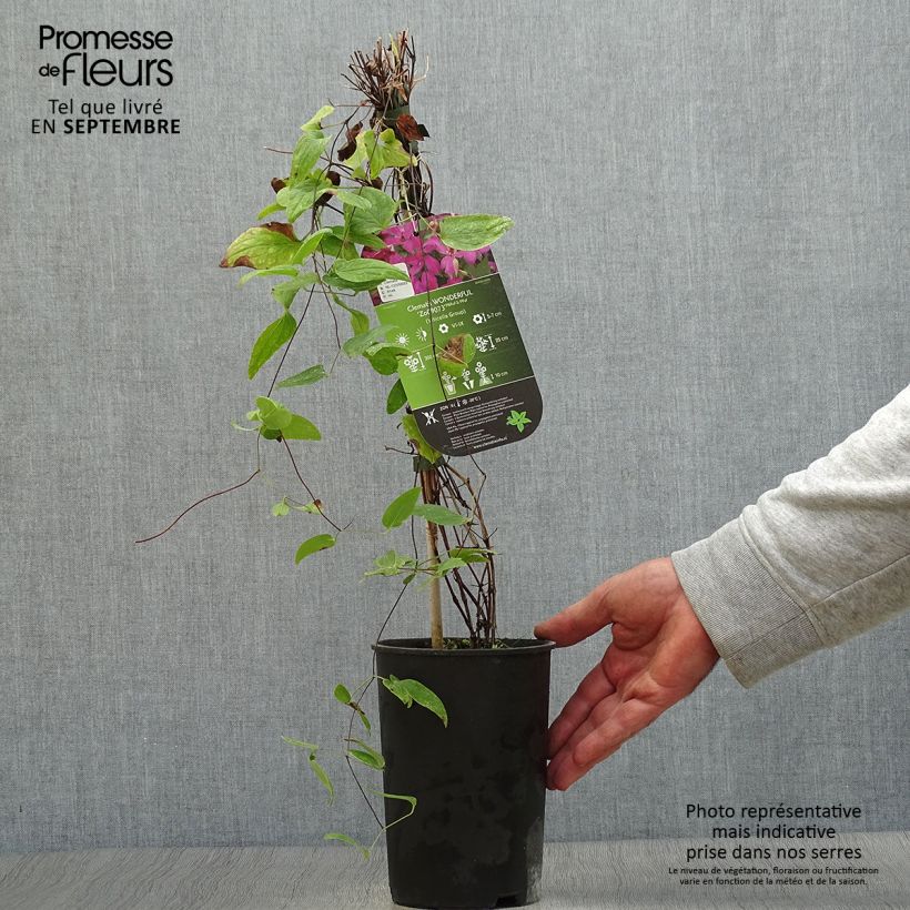 Ejemplar de Clematis Wonderful Maceta 2L/3L entregado en otoño