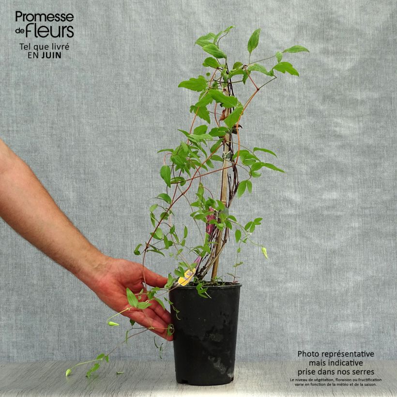 Ejemplar de Clematis Wonderful Maceta 2L/3LAltura de entrega aprox. 30/40cm entregado en verano