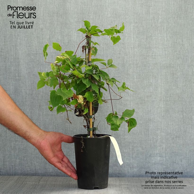 Ejemplar de Clematis Yvette Houry Maceta 1,5L/2L entregado en verano
